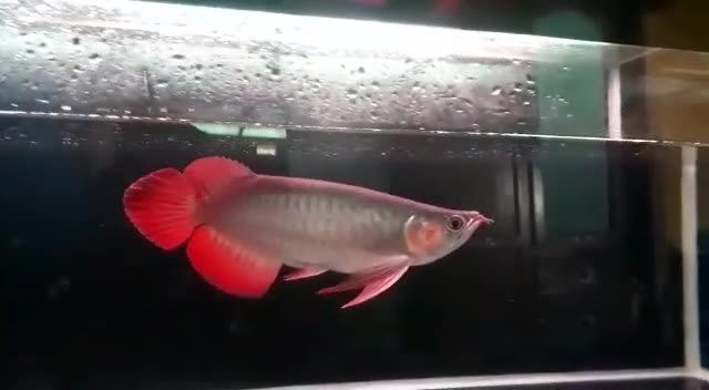 大湖紅龍魚特點就是漂亮：大湖紅龍魚以其鮮艷的紅色鱗片和優雅的姿態而聞名