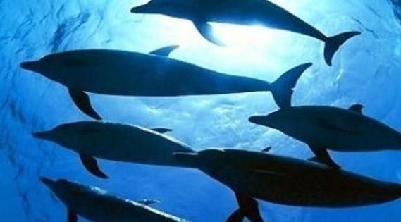 水族館簡(jiǎn)介（水族館是一個(gè)展示，海洋生物多樣性的地方） 水族館簡(jiǎn)介（水族館是一個(gè)展示，海洋生物多樣性的地方） 水族館百科（水族館加盟） 第3張