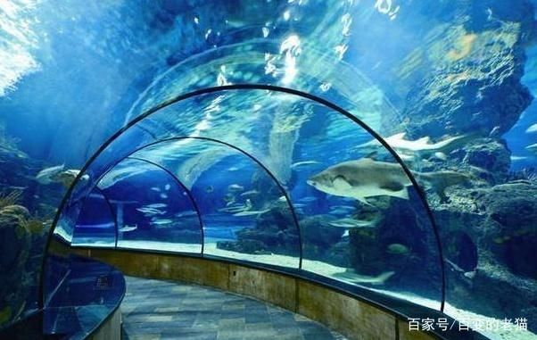 水族館簡(jiǎn)介（水族館是一個(gè)展示，海洋生物多樣性的地方） 水族館簡(jiǎn)介（水族館是一個(gè)展示，海洋生物多樣性的地方） 水族館百科（水族館加盟） 第4張