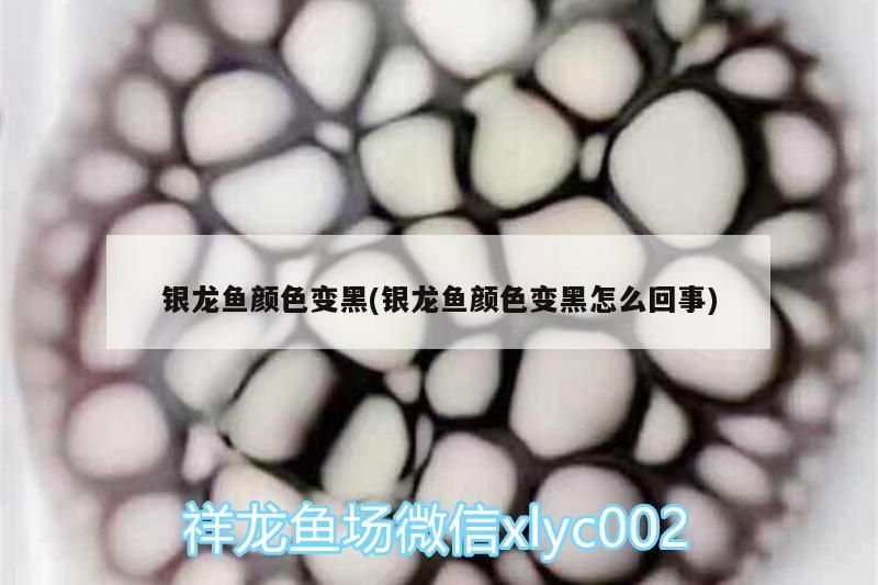 銀龍魚顏色變黑(銀龍魚顏色變黑怎么回事)