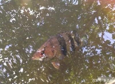 泰國虎魚繁殖技術難點，泰國虎魚的繁殖技術難點