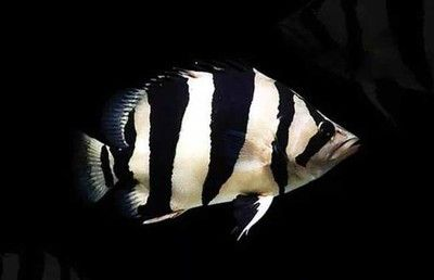 泰國虎魚繁殖技術難點，泰國虎魚的繁殖技術難點