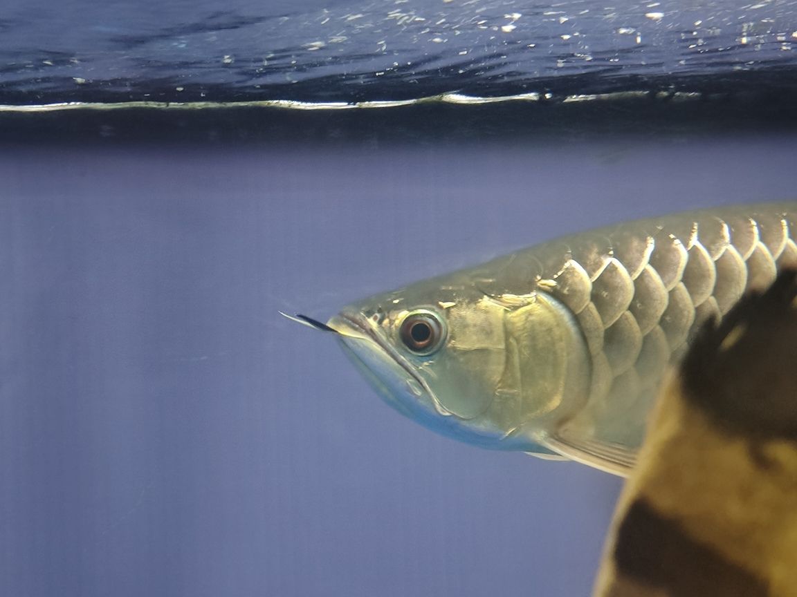 青龍魚大概多少錢一條圖片大全：青龍魚值錢嗎