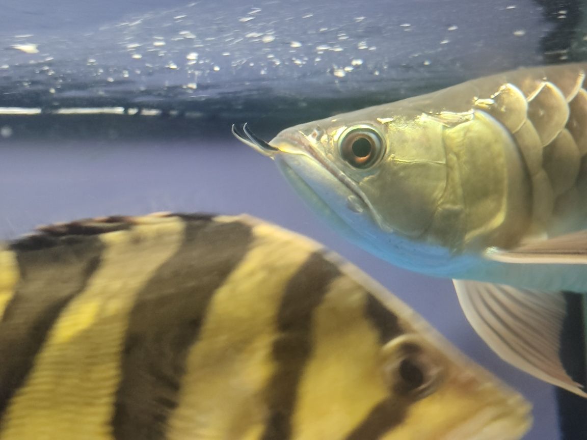 青龍魚大概多少錢一條圖片大全：青龍魚值錢嗎