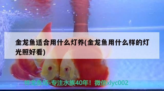 金龍魚適合用什么燈養(金龍魚用什么樣的燈光照好看)