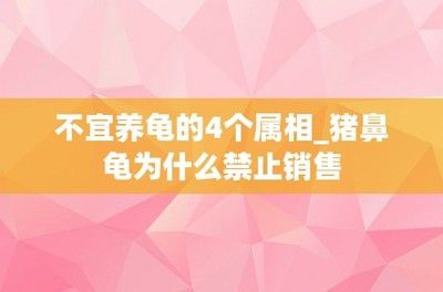 豬鼻龜怎么買不到了：2020年豬鼻龜為什么買不到了豬鼻龜還有賣嗎