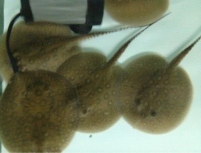 魟魚吃飼料能長大嗎有毒嗎：魟魚可以吃飼料，但這并不意味著可以長期依賴飼料