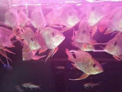 元寶鳳凰魚日常護理要點：元寶鳳凰魚日常護理