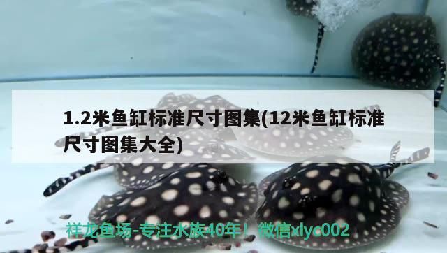1.2米魚缸標準尺寸圖集(12米魚缸標準尺寸圖集大全)