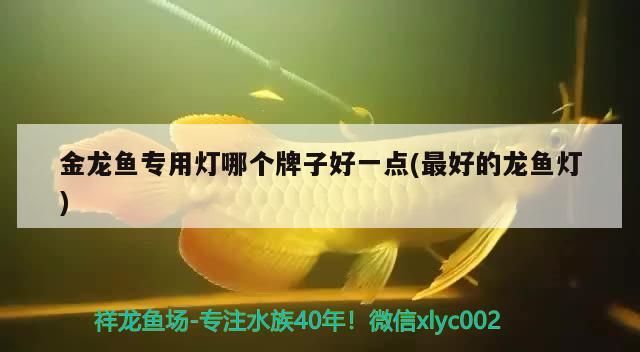 金龍魚專用燈哪個牌子好一點(最好的龍魚燈)