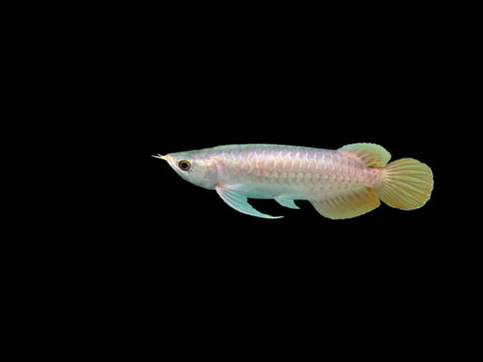 廣州市觀賞魚批發(fā)市場在哪里 廣州的觀賞魚批發(fā)市場