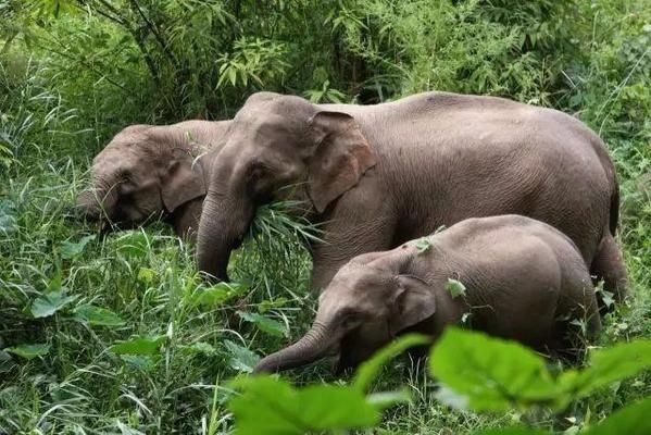 過背金龍魚圖片高清大圖(過背金龍魚圖片大全大圖) 過背金龍魚圖片高清大圖(過背金龍魚圖片大全大圖) 金龍魚百科 第2張