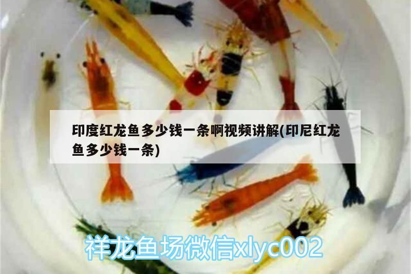 印度紅龍魚多少錢一條啊視頻講解(印尼紅龍魚多少錢一條)