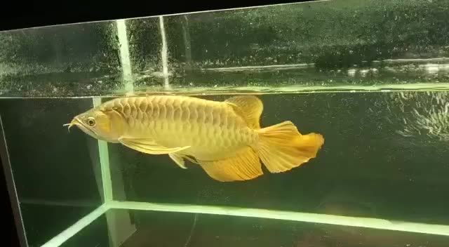 大湖紅龍魚2020081701：大湖紅龍魚養殖技術