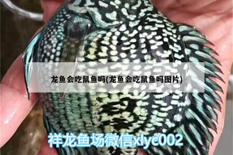 龍魚會吃鼠魚嗎(龍魚會吃鼠魚嗎圖片)
