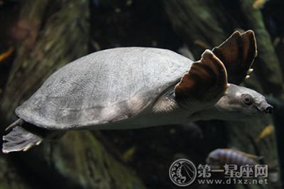 豬鼻龜是招財龜嗎圖片：關于豬鼻龜的一些圖片詳情詳情，豬鼻龜的飼養技巧