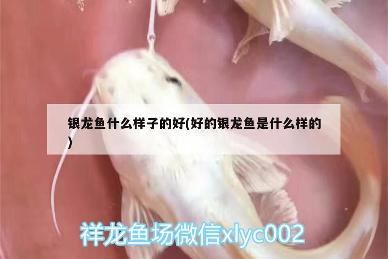 歐寶魚缸是品牌的嗎：歐寶魚缸與其他品牌比較優勢