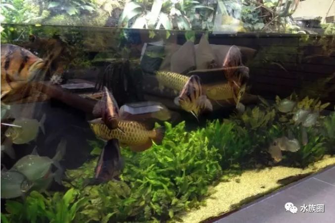 和龍魚虎魚混養的魚叫什么名字好聽
