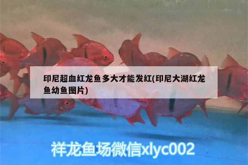 印尼超血紅龍魚多大才能發紅(印尼大湖紅龍魚幼魚圖片)