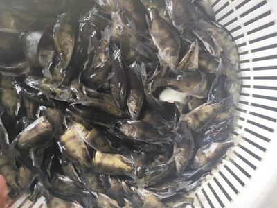 7公分的虎魚(yú)喂什么飼料:7公分的虎魚(yú)在喂養(yǎng)飼料時(shí)有以下幾個(gè)要點(diǎn) 虎魚(yú)百科 第1張 7公分的虎魚(yú)喂什么飼料:7公分的虎魚(yú)在喂養(yǎng)飼料時(shí)有以下幾個(gè)要點(diǎn) 7公分的虎魚(yú)喂什么飼料:7公分的虎魚(yú)在喂養(yǎng)飼料時(shí)有以下幾個(gè)要點(diǎn) 虎魚(yú)百科 第1張