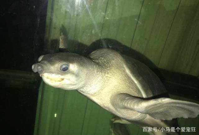 豬鼻龜的繁殖方法：豬鼻龜怎么繁殖