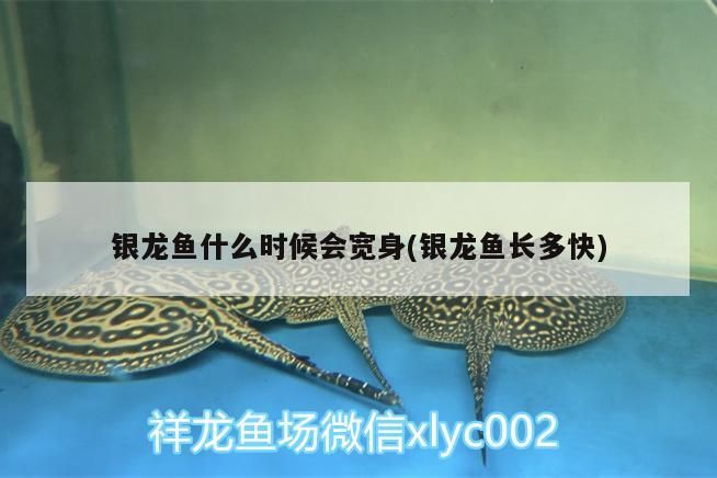 銀龍魚什么時候會寬身(銀龍魚長多快)