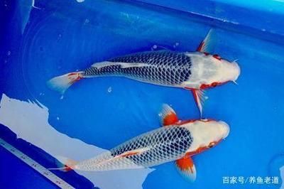 龍魚的等級劃分