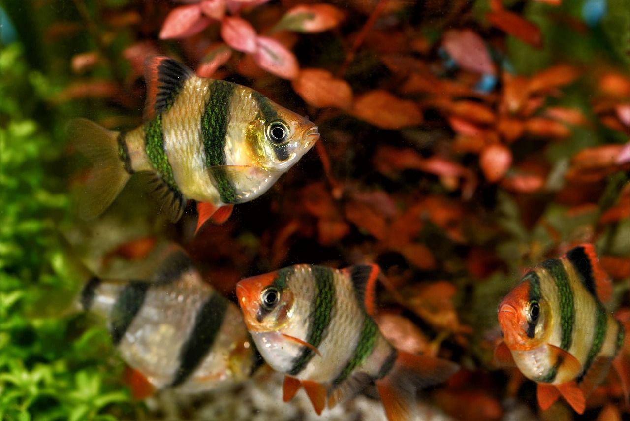 過背金龍魚苗圖片欣賞視頻(小過背金龍魚視頻)