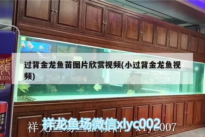 過背金龍魚苗圖片欣賞視頻(小過背金龍魚視頻)