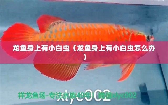 龍魚缸里有小白蟲怎么辦