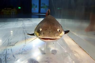 魟魚嘴巴：關于魟魚嘴巴的一些詳細信息