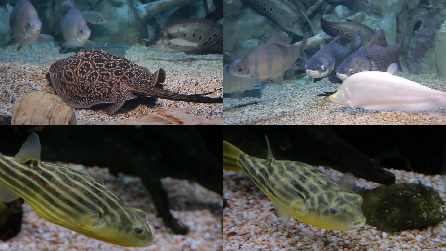 魟魚嘴巴：關于魟魚嘴巴的一些詳細信息