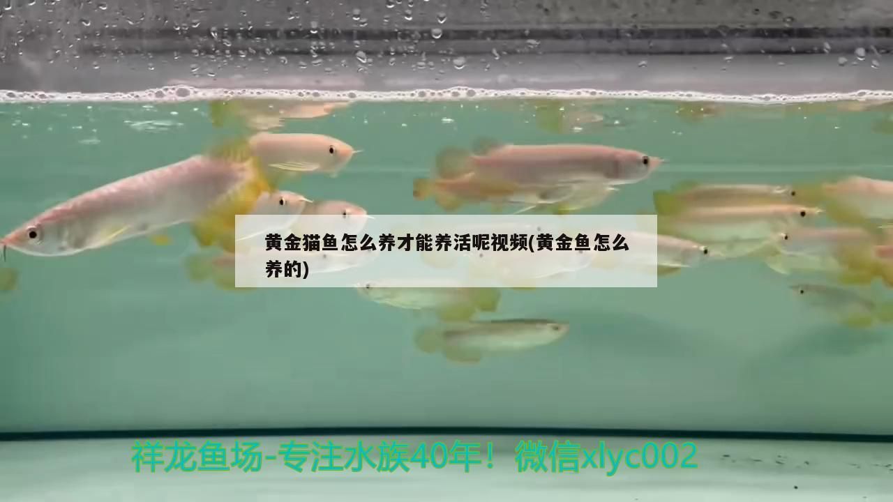 黃金貓魚怎么養(yǎng)才能養(yǎng)活呢視頻(黃金魚怎么養(yǎng)的)