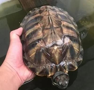 龍魚常見疾病與治療