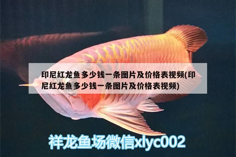 印尼紅龍魚多少錢一條圖片及價(jià)格表視頻(印尼紅龍魚多少錢一條圖片及價(jià)格表視頻)