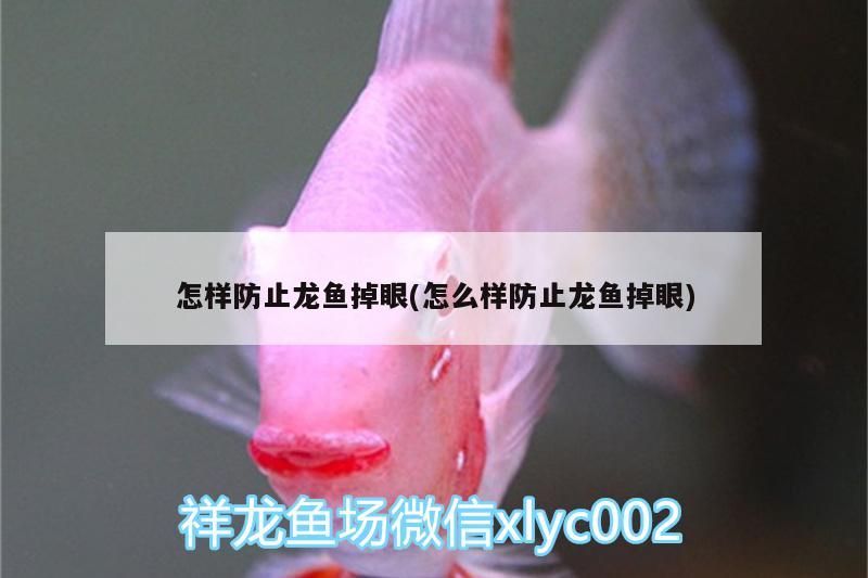 怎樣防止龍魚掉眼(怎么樣防止龍魚掉眼)