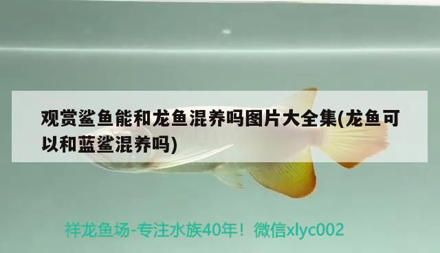 觀賞鯊魚能和龍魚混養(yǎng)嗎圖片大全集(龍魚可以和藍(lán)鯊混養(yǎng)嗎)