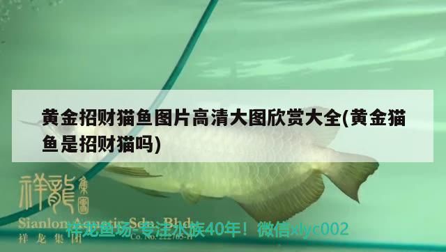黃金招財貓魚圖片高清大圖欣賞大全(黃金貓魚是招財貓嗎)