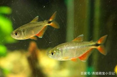 銀龍魚吃什么人工飼料最好呢圖片(銀龍魚吃什么飼料最好圖片價格)