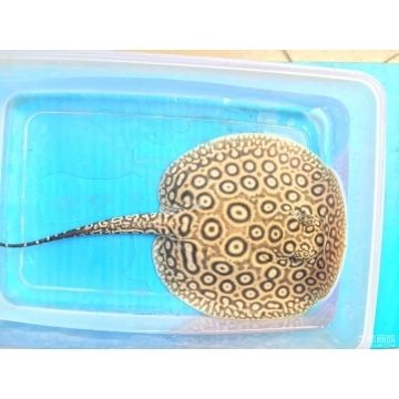 紅龍魚和元寶鳳凰混養好嗎圖片大全(龍魚虎魚元寶鳳混養可以嗎)