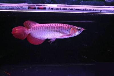 魚缸的充氧泵需要一直開著嗎(魚缸增氧泵是否需要一直開著)