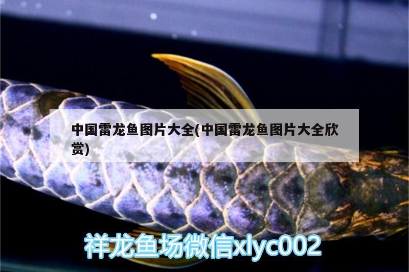 中國雷龍魚圖片大全(中國雷龍魚圖片大全欣賞)