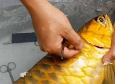 金龍魚大鰭斷了一些還可以恢復嗎：金龍魚大鰭斷了怎么辦