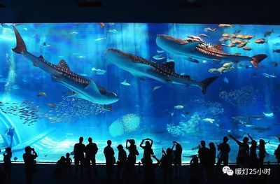 水族館需要投資多少錢呢現(xiàn)在怎么樣了（開設(shè)一個中小型水族館的初始投資大約在幾十萬元之間）