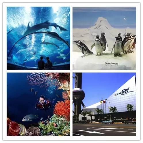 中國最好的水族館在哪（中國擁有多家優秀的水族館，其中北京海洋館以其龐大的規模和豐富的海洋生物種類而聞名） 中國最好的水族館在哪（中國擁有多家優秀的水族館，其中北京海洋館以其龐大的規模和豐富的海洋生物種類而聞名） 水族館百科（水族館加盟） 第4張