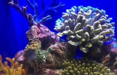 中國最好的水族館在哪（中國擁有多家優秀的水族館，其中北京海洋館以其龐大的規模和豐富的海洋生物種類而聞名） 中國最好的水族館在哪（中國擁有多家優秀的水族館，其中北京海洋館以其龐大的規模和豐富的海洋生物種類而聞名） 水族館百科（水族館加盟） 第5張