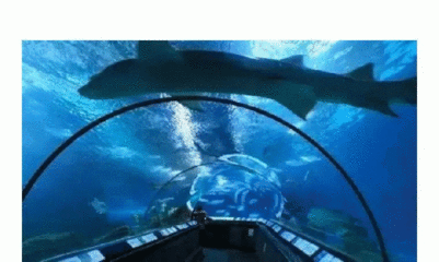 中國最好的水族館在哪（中國擁有多家優秀的水族館，其中北京海洋館以其龐大的規模和豐富的海洋生物種類而聞名） 中國最好的水族館在哪（中國擁有多家優秀的水族館，其中北京海洋館以其龐大的規模和豐富的海洋生物種類而聞名） 水族館百科（水族館加盟） 第6張