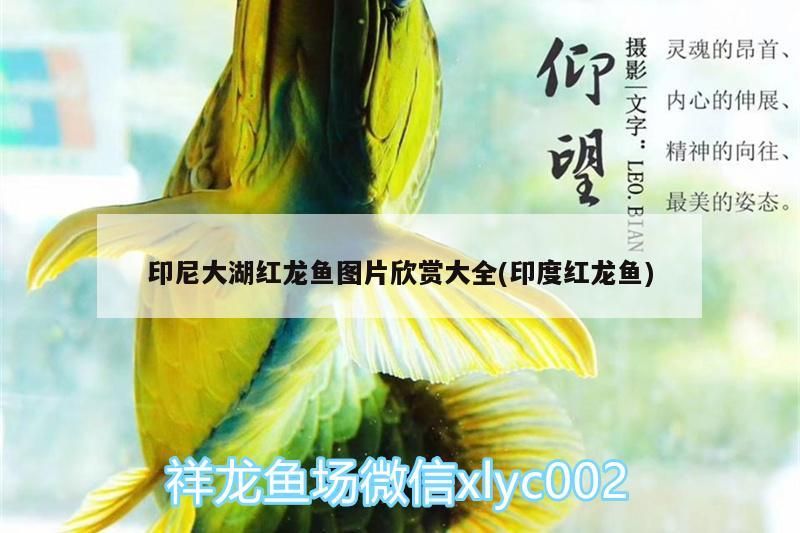 印尼大湖紅龍魚圖片欣賞大全(印度紅龍魚)