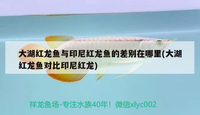 大湖紅龍魚與印尼紅龍魚的差別在哪里(大湖紅龍魚對(duì)比印尼紅龍)