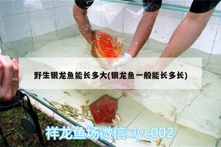 野生銀龍魚能長多大(銀龍魚一般能長多長)